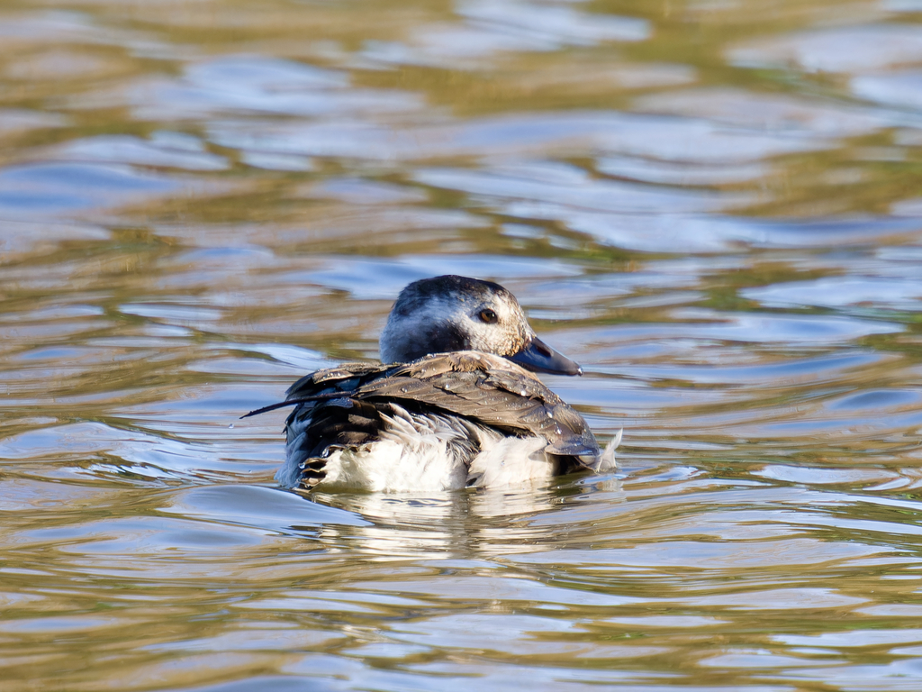 Long Tailed Duck